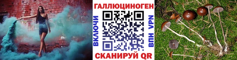 Псилоцибиновые грибы Psilocybe  как найти   Кировск 